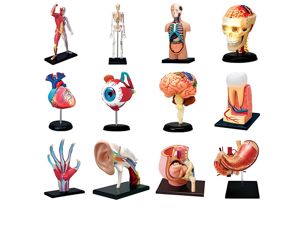 Medical Teaching Practice